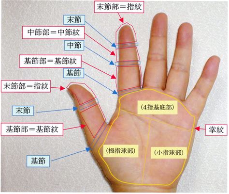 指節紋|掌紋 (手掌上的紋線):掌紋的觀察,手相,診斷,指紋,